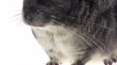 Hayvanlar, beyaz arka plan için yiyecek çiğneme çinçilla. Ağır çekim, ayrıntıları