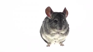 Gri büyük chinchilla arka ayakları üzerinde oturur ve gıda çiğnemek