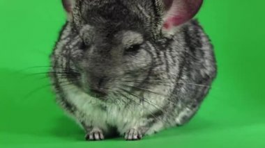 Namlu, uykuda yalama chinchilla closeup. Yeşil ekran, ağır çekim