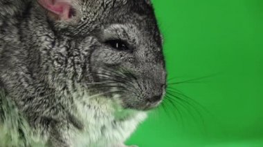Chinchilla yeşil ekranda namlu closeup. Ağır çekim
