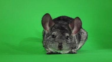 Chinchilla yıkanmış ve yana doğru kamera yaladı. Yeşil ekran, ağır çekim