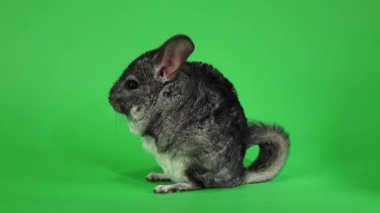Chinchilla Görüntüleyici arka ayakları yana doğru oturur. Ağır çekim