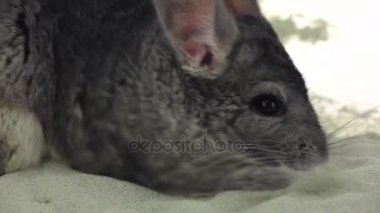 Chinchilla temizlik, ağır çekim için kum boğulmuş olduğunu. Portre