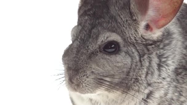 Nahaufnahme von grauen Chinchillas fressen Nahrung für Nagetiere. weißer Hintergrund — Stockvideo