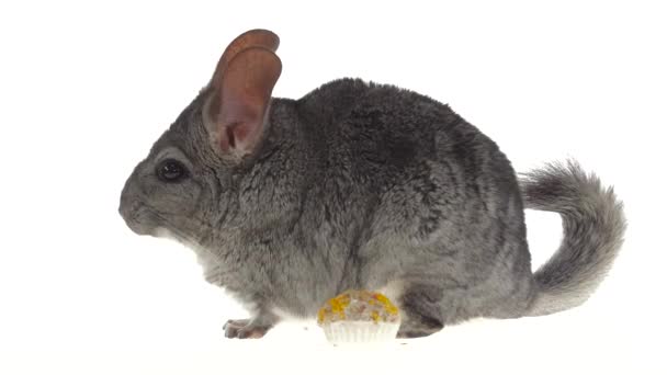 Chinchila comer doce para roedores de sementes e foge — Vídeo de Stock