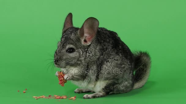 Chinchilla eet voedsel voor knaagdieren uit rode zaden. Groen scherm — Stockvideo