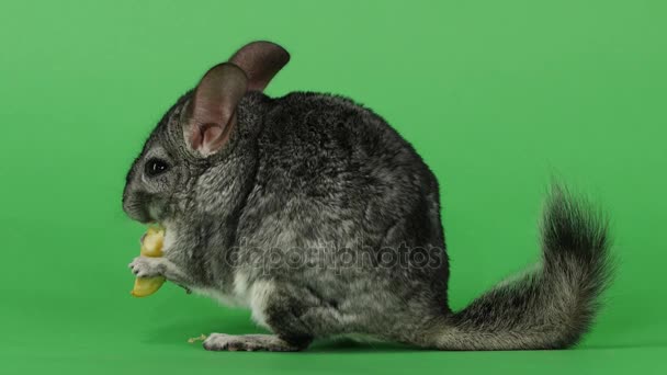 Chinchilla gris comiendo pedazo de manzana sentado de lado al espectador — Vídeo de stock