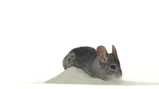 Gray chinchilla is bathed in special sand for cleansing fur — Stock Video