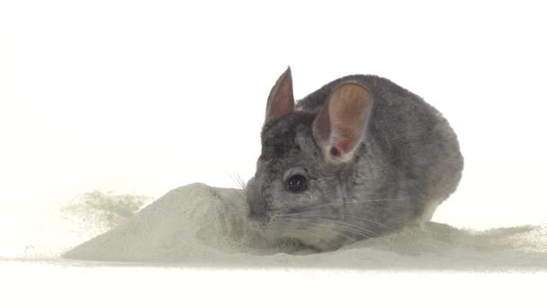 Gray chinchilla is bathed in zeolite sand for cleansing fur — Stock Video