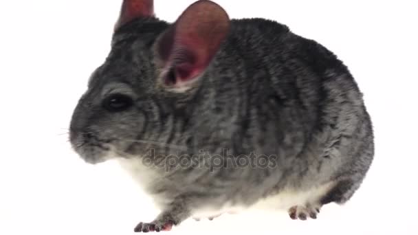 Chinchilla gris s'est enfui sur fond blanc au ralenti — Video