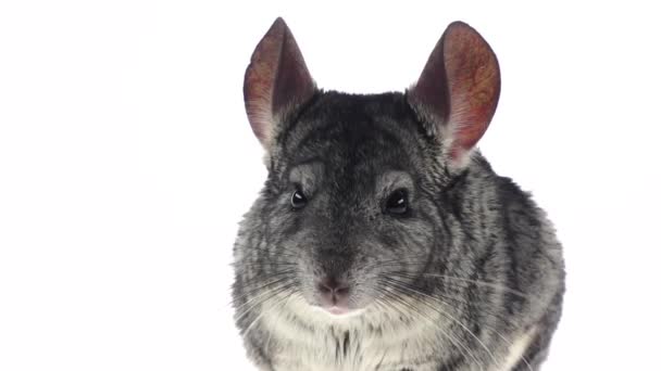 Gray chinchilla chewing food for animals, white background. Slow motion — Stock Video