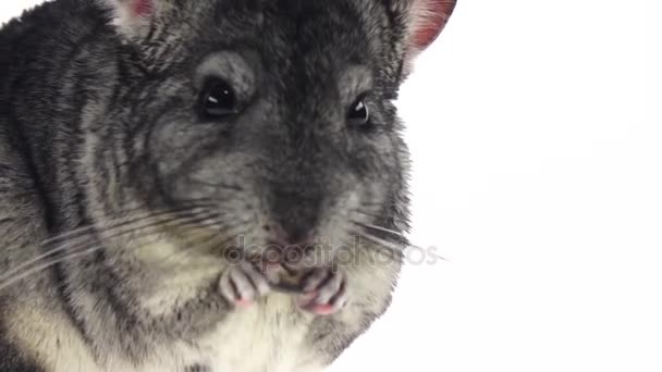 Chinchilla zonnebloemzaad kauwen op witte achtergrond. Slowmotion, close-up — Stockvideo