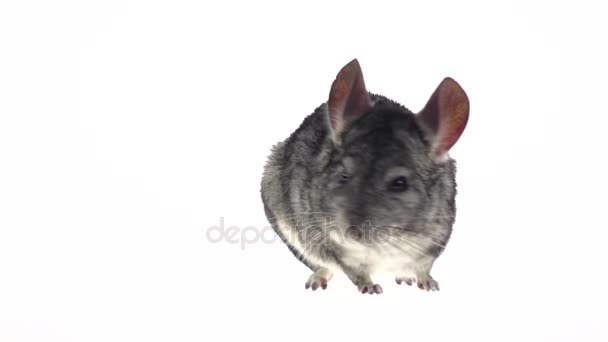 Chinchilla gris écouté prudemment et s'enfuit au ralenti — Video