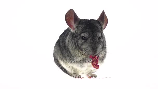 Chinchilla mange des aliments spéciaux pour les rongeurs à partir de graines. Mouvement lent — Video