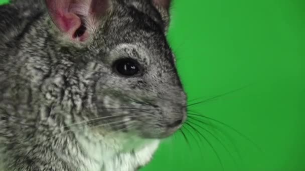 Chinchilla wakker en loopt weg. Slowmotion, groen scherm — Stockvideo