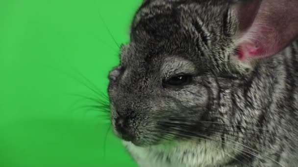 Grauer Chinchilla schläft mit geschlossenen Augen, grüner Bildschirm. Zeitlupe — Stockvideo