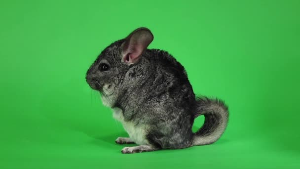 Chinchilla se sienta en las patas traseras de lado al espectador. Movimiento lento — Vídeos de Stock