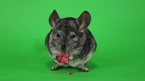 Chinchilla ест пищу для грызунов из семян в замедленной съемке — стоковое видео