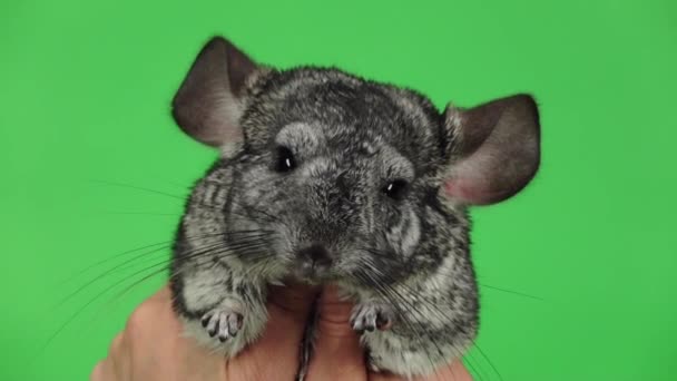 Weinig chinchilla knuffel met beide handen. Groen scherm, slow-motion — Stockvideo