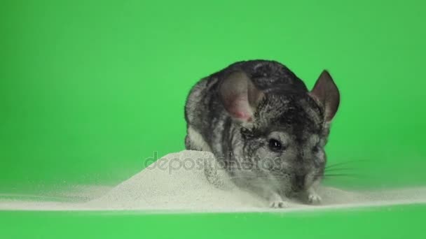 Chinchilla im Sand für Tiere baden. grüner Hintergrund, Zeitlupe — Stockvideo