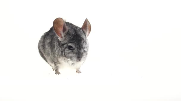 Grijze chinchilla kijkt rond zorgvuldig en is iets. Witte achtergrond — Stockvideo