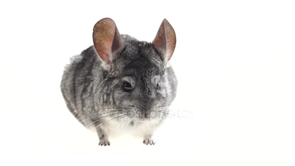 Graue Chinchillas lauschten misstrauisch und rannten auf weißem Hintergrund davon — Stockvideo