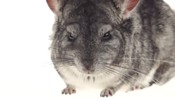 Grauer Chinchilla schaut sich sorgfältig um und erschnüffelt etwas in Großaufnahme — Stockvideo