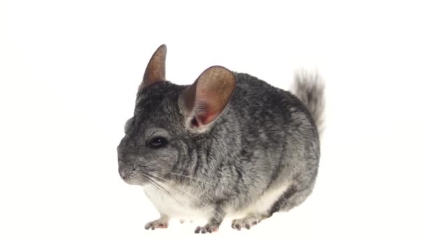 Gray chinchilla, home favorite, tiredly closes eyes on white background — Stock Video