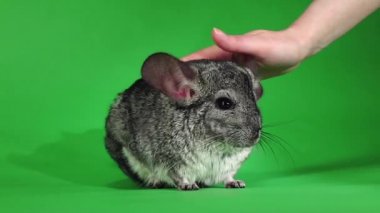 Chinchilla, insan eli yumuşak yün okşayarak. Yeşil ekran, ağır çekim