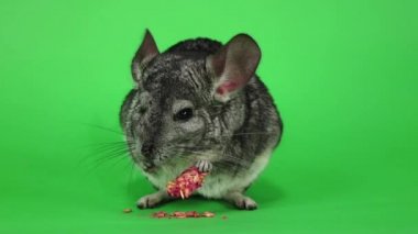 Chinchilla ağır çekimde kemirgen için yemek yiyor. Yeşil ekran