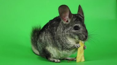 Gri chinchilla parça ağır çekimde oturan elma yemek