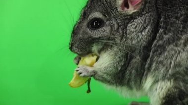 Elma, parça yemek chinchilla izleyiciye yana doğru. Ağır çekim