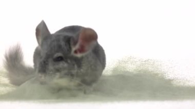 Chinchilla kürk temizlik zeolit kuma boğulmuş olduğunu. Ağır çekim