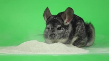 Çinçilla kürkü temizlik için kum boğulmuş olduğunu. Ağır çekim