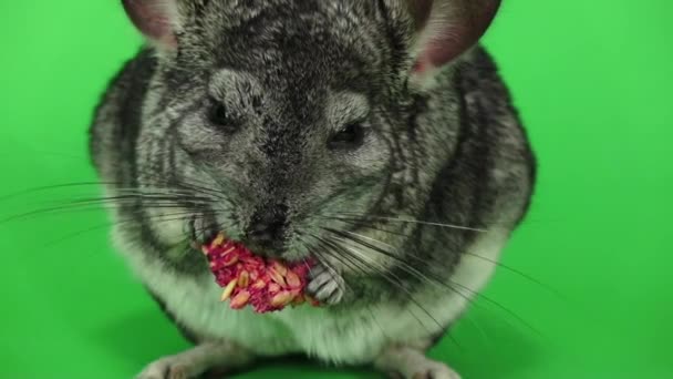 Τσιντσιλά τρώει Τροφές τρωκτικών, αργή κίνηση. Πράσινη οθόνη, κοντινό πλάνο — Αρχείο Βίντεο