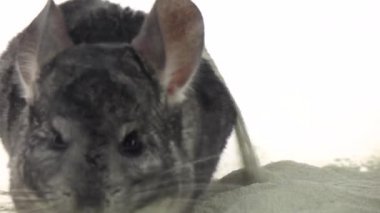 Chinchilla ağır çekimde temizlik için kumda banyo