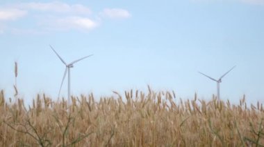 Spikelets buğday olgunlaşma alanında iki dönen değirmen