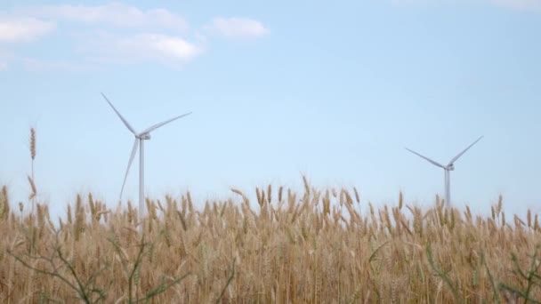 Две вращающиеся ветряные мельницы в поле спелых колосков пшеницы — стоковое видео