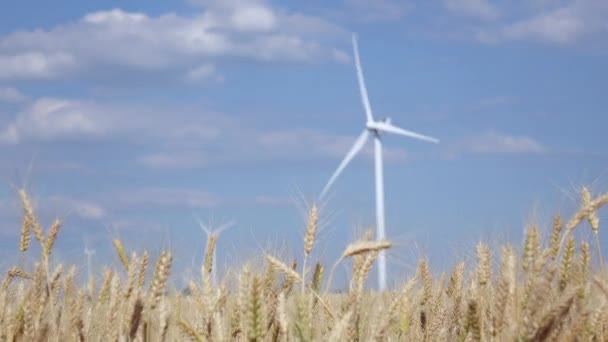 Odlingslandskap i ett gyllene fält av vete och vindkraft turbiner — Stockvideo