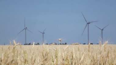 Yel değirmenleri ve açık güneşli havalarda sarı buğday ile manzara