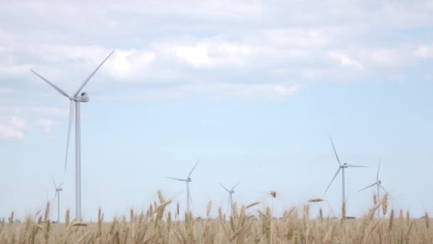 Потужні турбіни генерують електрику на фоні неба, оточені жовтими вухами пшениці — стокове відео