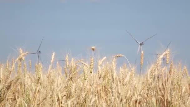 Альтернативная электрическая энергия, созданная ветряными мельницами в полях пшеницы. Закрыть — стоковое видео