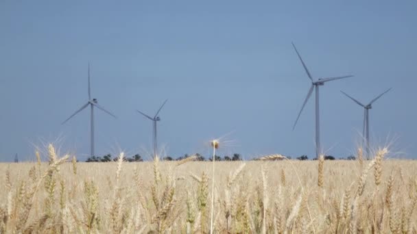 Paysage avec moulins à vent et blé jaune par temps clair et ensoleillé — Video