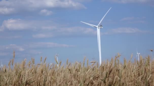 Современные ветряные турбины, генерирующие зеленую энергию, на фоне молодой зрелой пшеницы — стоковое видео