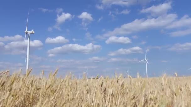 Primposad, Ucrania - Julio2017: Molinos de viento en los campos de trigo espigado bajo el sol de verano — Vídeo de stock