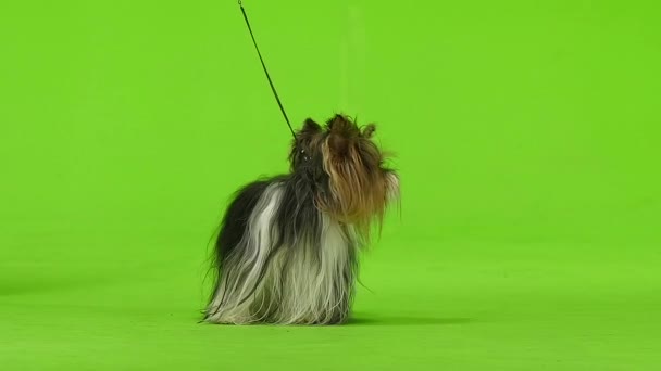 Yorkshire Terrier en laisse s'assoit. Écran vert. Mouvement lent — Video