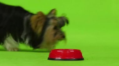 Köpek yiyor. Yeşil ekran. Ağır çekim