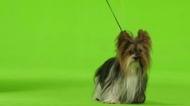 Yorkshire terrier dili gösterir. Yeşil ekran. Ağır çekim