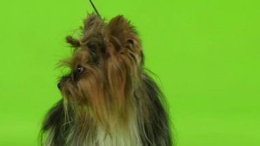 Köpek tasmalı stüdyoda oturur. Yeşil ekran. Ağır çekim