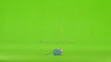 Yorick bir oyuncak içinde onun ağız tutar ve kaçıyor. Yeşil ekran. Ağır çekim